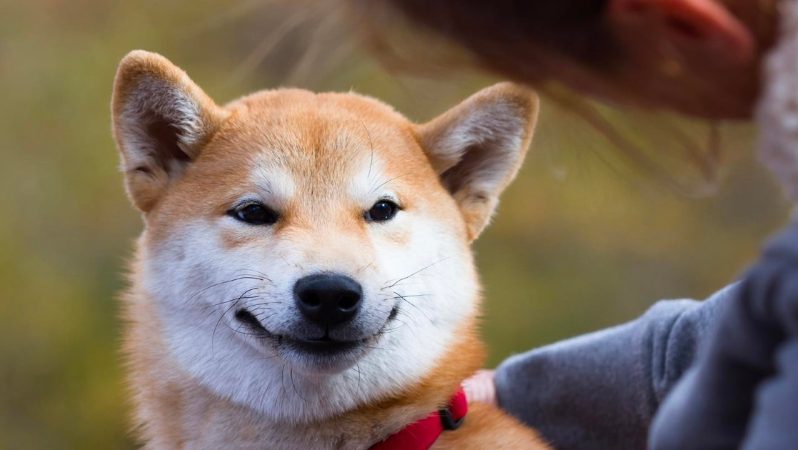 Shiba Geliştiricisi, Shibarium için Heyecanlı