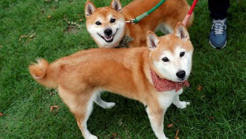 Shiba ekosistemindeki Shibarium test ağında değerli bir dönüm noktasına ulaşıldı