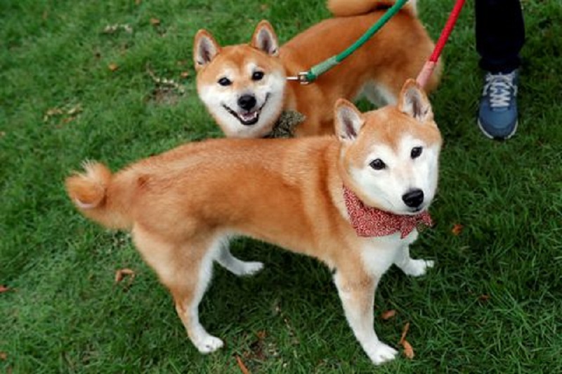 Shiba ekosistemindeki Shibarium test ağında değerli bir dönüm noktasına ulaşıldı