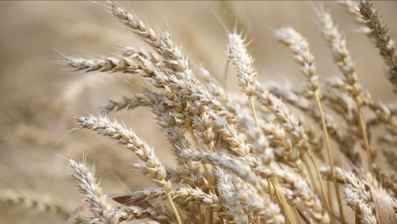 Bir şirket daha Rusya’dan tahıl ihracatını durduracak